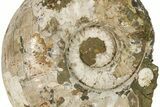 Massive, White Ammonite Fossil ( Lbs) - Madagascar #280485-1